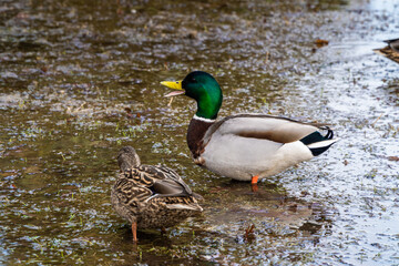 March 22, 2024. Russia. Rzhev. Ducks in the pond of the city park.
