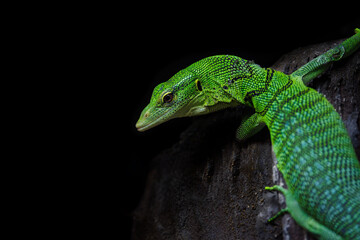 Emerald tree monitor, Varanus prasinus, on dark background with space for text. This arboreal...