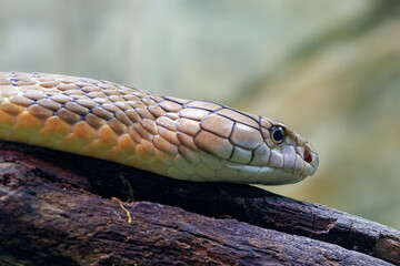Head of a King Cobra, Ophiophagus hannah, against soft bokeh background with space for text. The longest venomous snake in the world and endemic to Asia.