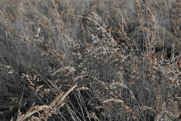 Fine dry grasses in closeup countryside sunset mood