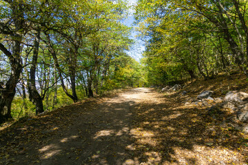 The road in the forest is covered with autumn leaves. Shade from fluffy green trees