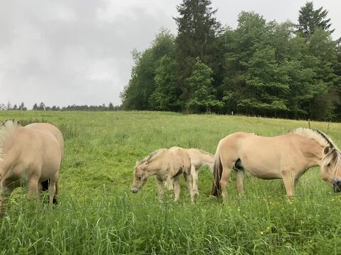 Pferde mit Folen