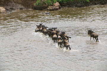 Great migrations of wildebeest in Mara River, Serengeti national park 