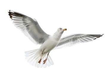 Obraz premium A majestic seagull soaring through the clouds. Suitable for travel and freedom concepts