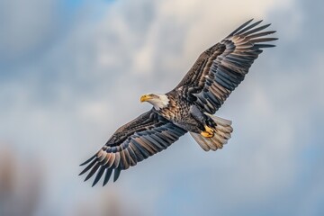 Obraz premium Majestic bald eagle soaring through a cloudy blue sky. Perfect for wildlife and nature themes