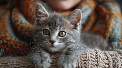 Adorable Gray Kitten Relaxing in Cozy Warm Sweater