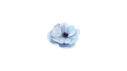 light blue flower on a white background isolated with clipping path.
