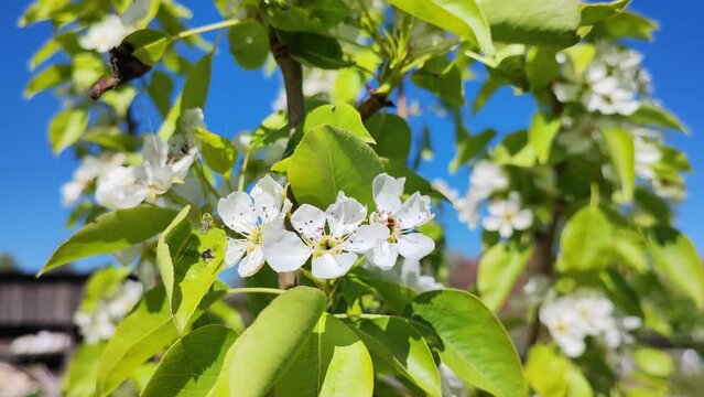 blooming pear tree close up, garden