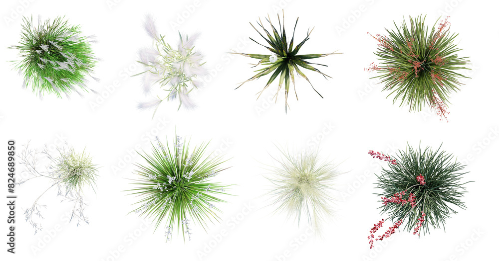 Fototapete Different types of flowering grass isolated on transparent background. Top view.  3D render.