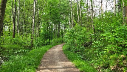 Obraz premium Forest