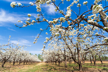 Fototapeta premium Pear flowers bloom in spring