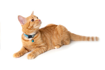 Orange cat looking intently at something overhead.