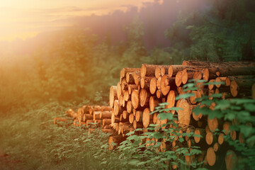Firewood Stacks: Nature Power Source in the forest