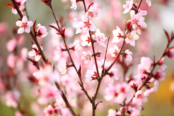 Peach trees blossom in spring