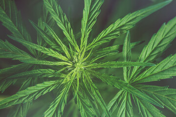 Beautiful lush green leaves, foliage of a Cannabis Indica - Marijuana - Hemp - weed plant in its...