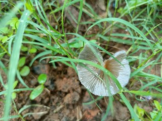A mushroom or toadstool is the fleshy, spore-bearing fruiting body of a fungus, typically produced above ground