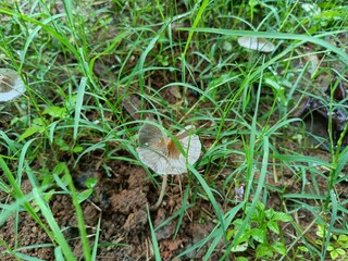 A mushroom or toadstool is the fleshy, spore-bearing fruiting body of a fungus, typically produced above ground