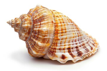 Close-up image of a beautifully patterned seashell isolated on a white background, showcasing its intricate details and natural colors.