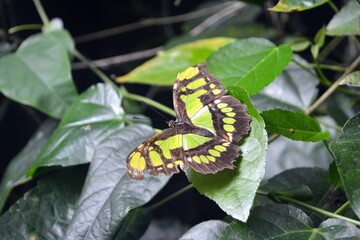 Siproeta stelenes (malachite) - a neotropical brush-footed butterfly