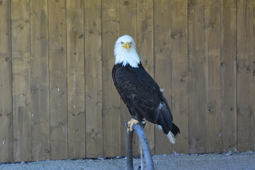 The white-headed eagle sits on a perch in the Zleby castle in the Czech Republic