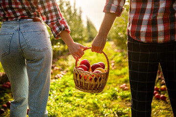 Picking apples. Man and girl with a full basket of red apples in the garden. Organic apples. Woman...
