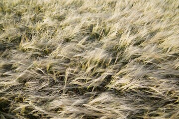Cereal field at sunset in Spain.