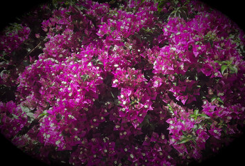 colorful image of a bougainvillea hedge in full bloom