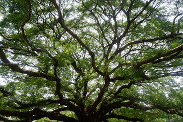 Landscape frame of a very large evergreen Rain tree, one of landmarks at Kanchanaburi