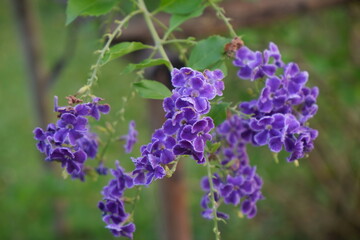 Cluster of mini violet flower, named Pigeon berry or sky flower, with blur background by its tree