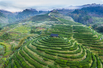 The tea plantations on high mountains in northern of Thailand