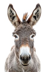 A close-up image of a donkey looking directly at the camera. Perfect for animal lovers or farm-related projects