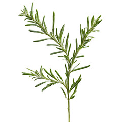 Fototapeta premium Rosemary sprigs spinning in a spiral of fragrant mist Salvia rosmarinus Food and Culinary concept