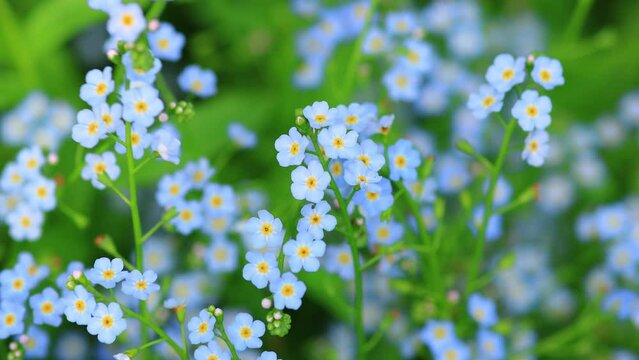 forget me not flowers