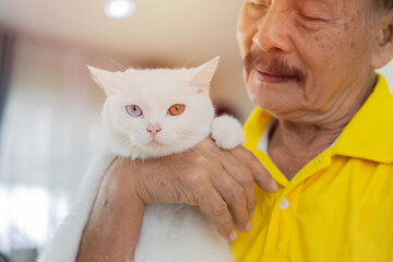 Senior Asian man petting his two colors eye cat on a sofa at home. Pet friendship concept.
