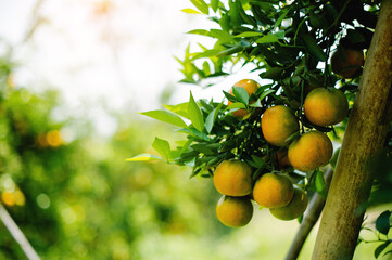 Orange orchards are fertile and ready to harvest ripe fruit. to be sold Honey orange is a sweet fruit that is high in vitamin C and has many health and physical benefits.