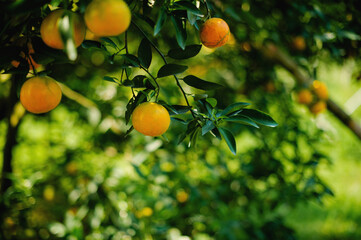 Orange orchards are fertile and ready to harvest ripe fruit. to be sold Honey orange is a sweet...