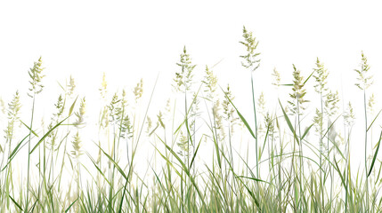 Fresh field with grass and yellow flowers green grass isolated against a transparent background. blurry blue sky with clouds. natural leaf border background