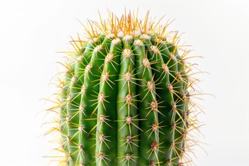 Close-up of a green cactus with sharp yellow spines on a plain white background, showcasing nature's resilience and minimalism in design.