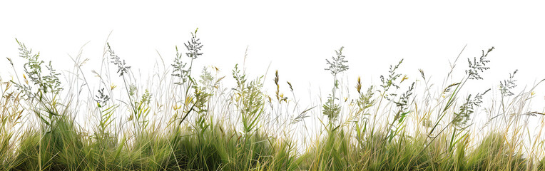 Fresh field with grass and yellow flowers green grass isolated against a transparent background. blurry blue sky with clouds. natural leaf border background