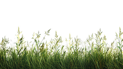 Obraz premium Fresh field with grass and yellow flowers green grass isolated against a transparent background. blurry blue sky with clouds. natural leaf border background