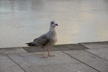 Young Seagull at Sunset Beauty