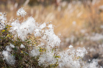 a cluster of plants with fluffy white seed heads, a type of wild cotton, set against a soft-focus...