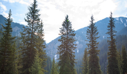 tall evergreen trees standing prominently in the foreground, with a dense forest on a mountain slope under a hazy sky in the background