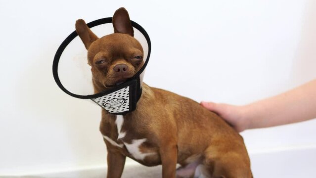 A poor puppy after surgery in a veterinary collar. The dog is under anesthesia. A plaintive dog. Pet day. Animal protection. Caring for and caring for your beloved dog. Petting a sick dog