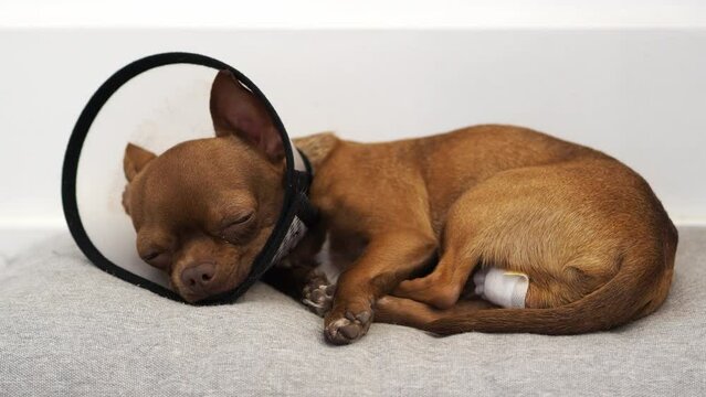 A dog in a veterinary collar after castration surgery, leaving after anesthesia. Vet clinic. Anesthesia for dogs. Rest and recovery after surgery. Treatment of a pet. Surgical intervention