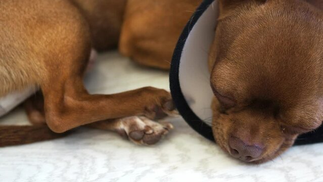 A poor puppy after surgery in a veterinary collar. The dog is under anesthesia. A plaintive dog. Pet day. Animal protection. Caring for and caring for your beloved dog.