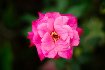 beautiful pink roses blooming