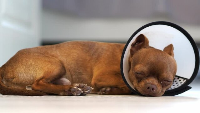 A poor puppy after surgery in a veterinary collar. The dog is under anesthesia. A plaintive dog. Pet day. Animal protection. Caring for and caring for your beloved dog.