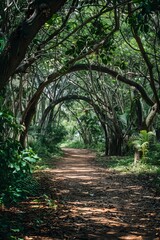 Naklejka premium Sunlit Forest Pathway with Overarching Tree Branches Creating a Serene and Tranquil Walkway Through Lush Greenery and Natural Beauty