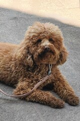 Charming Companionship. Portrait of a Doodle Dog Relaxing on the Concrete Floor.